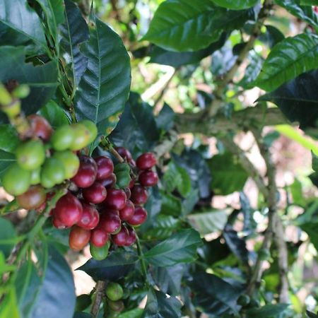 Finca Cafetera El Coral Jardin Ngoại thất bức ảnh